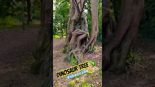 Dinosaur Tree 🦖 #dinosaur #jurassicpark #trees #naturelovers #nature #naturelover #naturebeauty