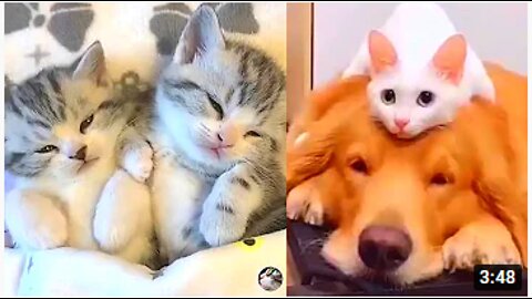 So Cute Cats😍 - Funny and Cute Cats Videos Compilation #5 #cutecats #fununlimited