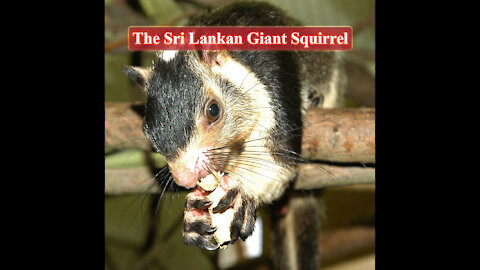 The Giant Squirrel | The grizzled giant squirrel l Ratufa macroura | Dandu Lena | Periya Anil