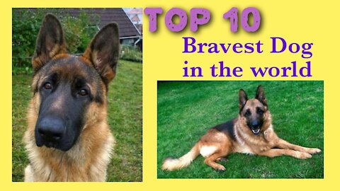Top 10 Bravest dog in the world!