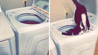 Crazy Cat Jumps Into The Washing Machine