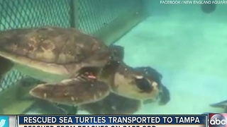 Rescued Sea Turtles transported to Tampa