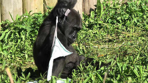 Gorilla baby isn't happy with choice of clothing