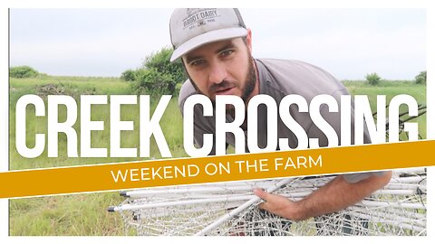 Creek Crossing, will the flock cross??