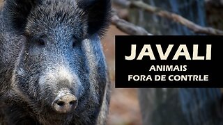 JAVALIS - ANIMAIS FORA DE CONTROLE