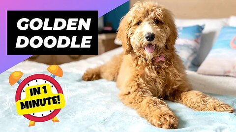 Goldendoodle - In 1 Minute! 🐶 One Of The Most Popular Crossbreed Dogs | 1 Minute Animals