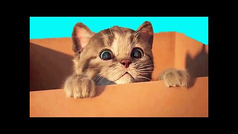 funny cats and dogs video