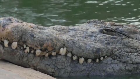 Crocodile attacks