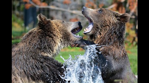 So Relaxing - Bears Playing in water at Home Backyard... #trending