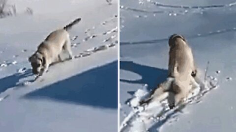 A dog loves to slide on the snow