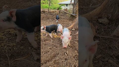 Curious Little Pigs @UncleTimsFarm #kärnəvór #carnivore #shorts #hereford #freerangepigs