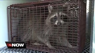 'Zombie raccoons' not new to Wisconsin