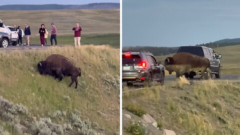 Clueless tourists get dangerously close to bison at Yellowstone National Park