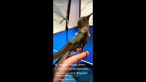 "OMG 🙉Titans Are Here"Hummingbird Gigantism 🌻🦋🎼🎶