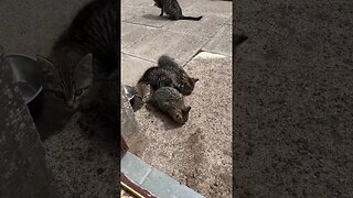 Feeding feral kittens