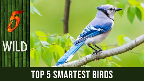 Top 5 Smartest Birds Aside From Parrots | 5 WILD
