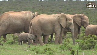 Big Elephant Herd In Addo Elephant National Park