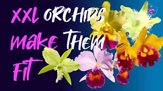 MAXIMIZE your SPACE | TIPS to fit XXL Orchids into limited space | Christmas is coming 😉 #SantaBaby