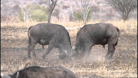 African Buffalo Fight