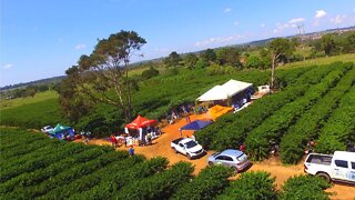 Imagens de drone no dia especial sobre Café Clonal em Alta Floresta D´Oeste – RO