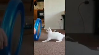 trolando o gato