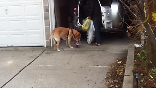 Dog helps owner bring groceries into the house