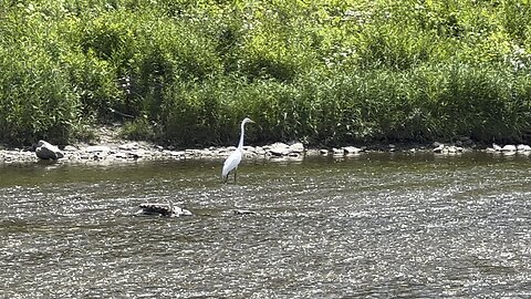 Great White Egret more sniping action