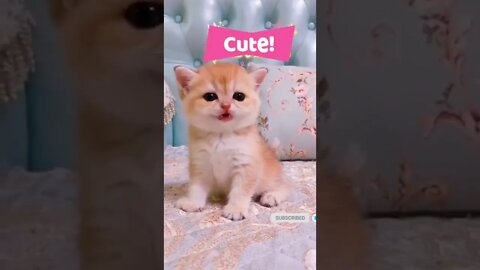 cute cat videos 😹 funny videos 😂 534 😻