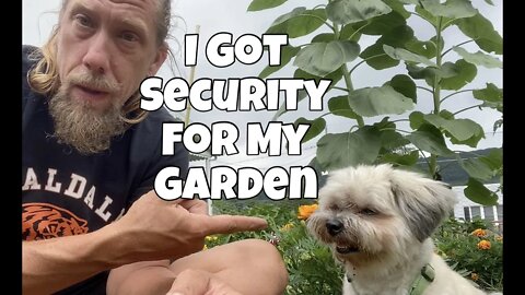 Garden Security | More Summer Veggies