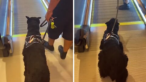 Giant Schnauzer Gets Adorably Scared Of Moving Escalator
