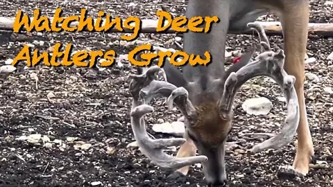 Watching Antlers Get HUGE! part 1 August 25th