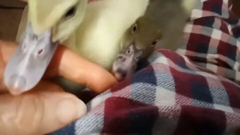 Lucky and Charlie, Muscovy Ducklings, having a cuddle, ( Video 14 )