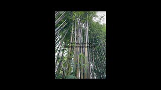 Which Bamboo Varieties are Best For You? Learn Ocoee Bamboo Farm 407-777-4807