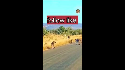animals/. monkey and Cheetah fight/short