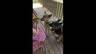 German Shepherds Eating Peas