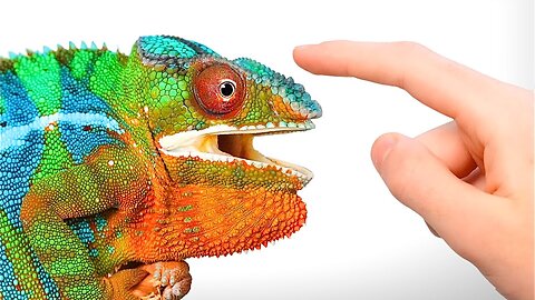 The Rise of My Pet Panther Chameleon