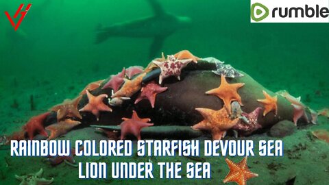 Rainbow colored starfish devour sea lion under the sea