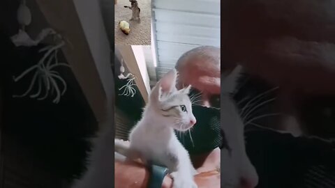 Funny Cats Movements/Playing With Kitty 🐈