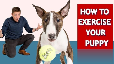 How to Exercise Your Puppy!