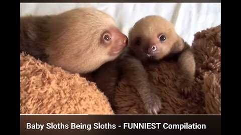 Baby sloths being sloths funnier compilation
