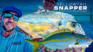 Offshore Fishing Yellowtail Snapper + African Pompano (Bucket List) Tampa Florida Deep Sea Fishing