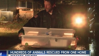 SPCA: dozens of dead animals at Niagara County home