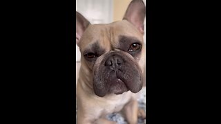 Daily Morning Shenanigans | Mochi The French Bulldog