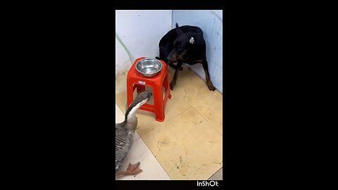 dog and duck best friend