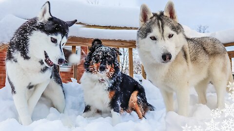 Siberian Husky Beautiful Dangerous Snow Friend Dogs