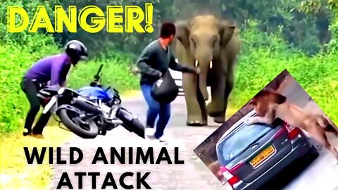 Dangerous Animal Attack! Do lions attack humans? What wild animal is most likely to attack humans?