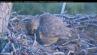 The Owlet's Close-up 🦉 2/20/22 18:35