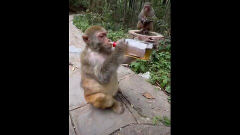 monkey see monkey drink