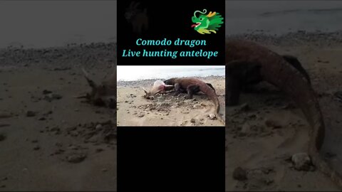 Komodo dragon live hunting antelope 2022 #shorts #youtubeshorts