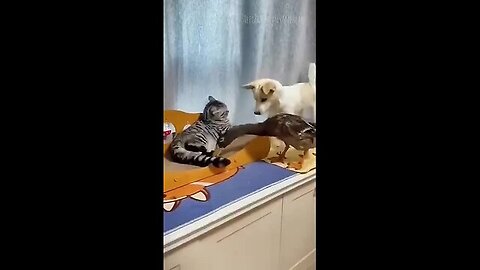 Funny animals 2023😆 - Funniest Cats and Dogs Video